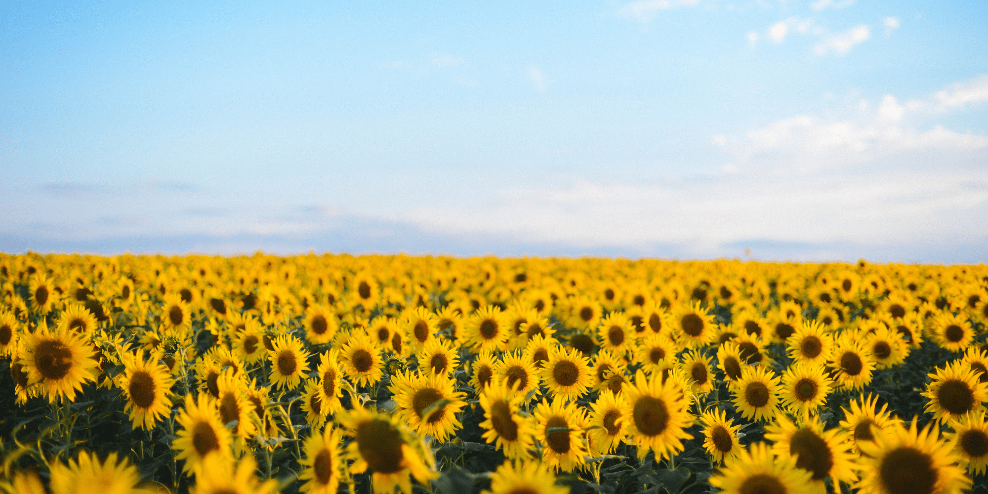 Best Sunflower Fields in Michigan
